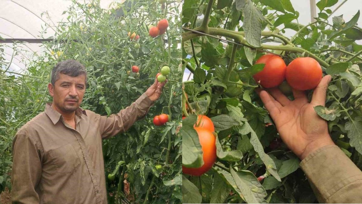 Seralarda rekor verim: Dekar başına 17 ton domates üreticinin yüzünü güldürdü