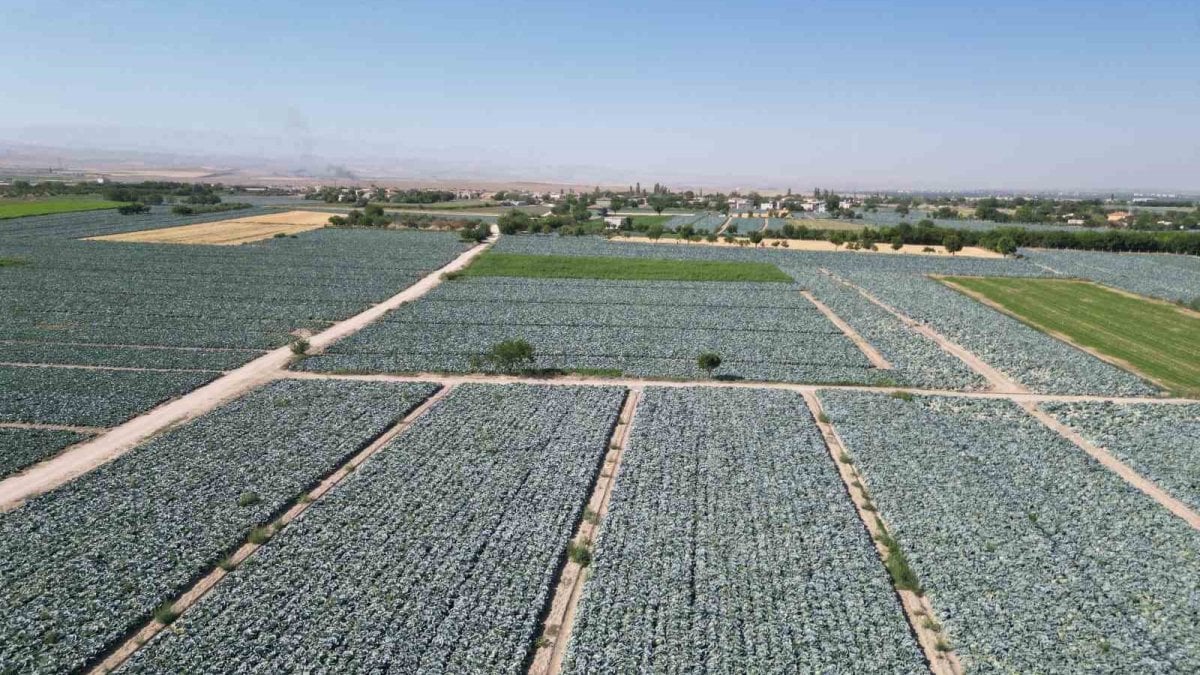 100 yıllık ata tohumuyla üretiyorlar: Türkiye’nin lahana borsası o köyde hasat başladı!