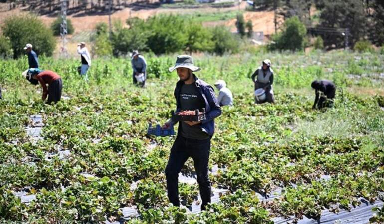 Devlet desteğiyle kuruldu, 1000 dönümde üretim 5 bin tonu aştı! Maraş’ta örnek uygulama: Üretici artık pazarda daha güçlü