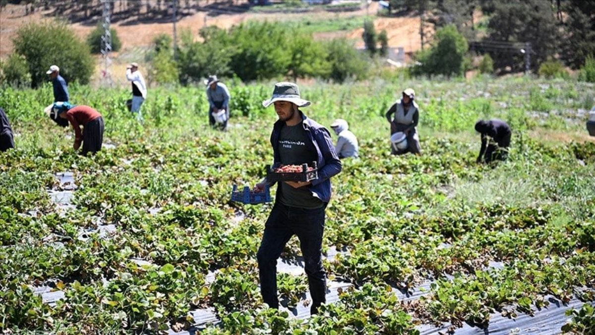 Devlet desteğiyle kuruldu, 1000 dönümde üretim 5 bin tonu aştı! Maraş’ta örnek uygulama: Üretici artık pazarda daha güçlü