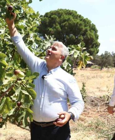 25 ağaçtan 680 ton rekolte elde ediliyor! İçinden bal damlayan lezzet hasada başladı: Hem yaş satılıyor hem kuru