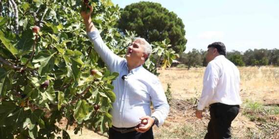 25 ağaçtan 680 ton rekolte elde ediliyor! İçinden bal damlayan lezzet hasada başladı: Hem yaş satılıyor hem kuru