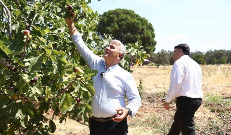 25 ağaçtan 680 ton rekolte elde ediliyor! İçinden bal damlayan lezzet hasada başladı: Hem yaş satılıyor hem kuru