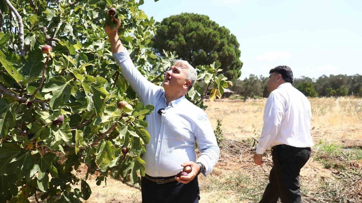 25 ağaçtan 680 ton rekolte elde ediliyor! İçinden bal damlayan lezzet hasada başladı: Hem yaş satılıyor hem kuru