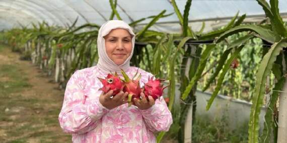 Herkes adından dolayı merak ediyor, kilosu 250 TL’den satılıyor!  480 metrekarede hasadı başladı