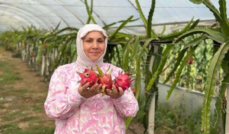Herkes adından dolayı merak ediyor, kilosu 250 TL’den satılıyor!  480 metrekarede hasadı başladı