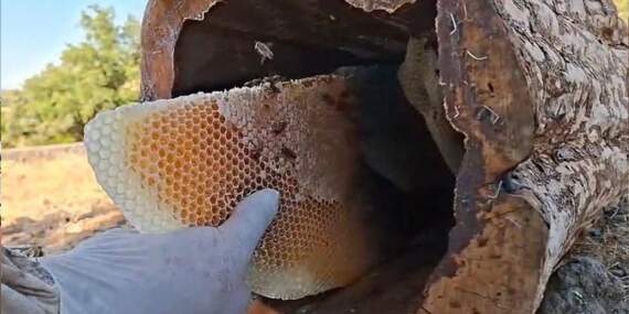 Bingöl’ün gizli hazinesi! 2 bin rakımda ‘kütük balı’ hasadı başladı: Kilosu 3 bin 500 liradan satılıyor