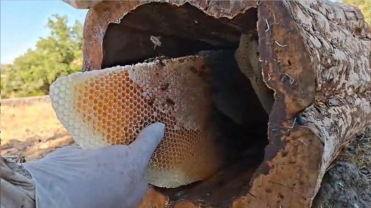 Bingöl’ün gizli hazinesi! 2 bin rakımda ‘kütük balı’ hasadı başladı: Kilosu 3 bin 500 liradan satılıyor