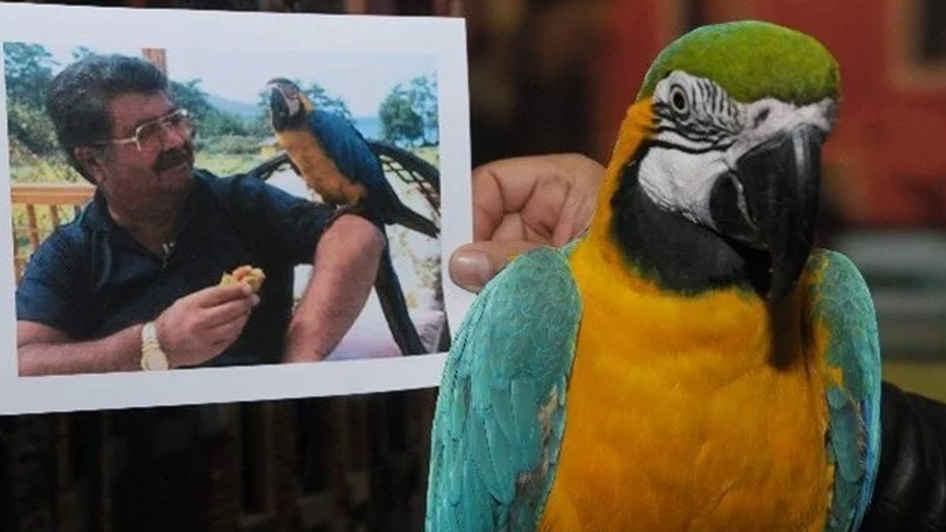 Turgut Özal’ın papağanı Cabbar bulundu