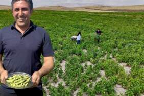 “Yetişmez” denilen yerde yetişti, beklentinin üzerinde verim sağladı! Tarım ve Orman Bakanlığı’nın hibesiyle hasat başladı