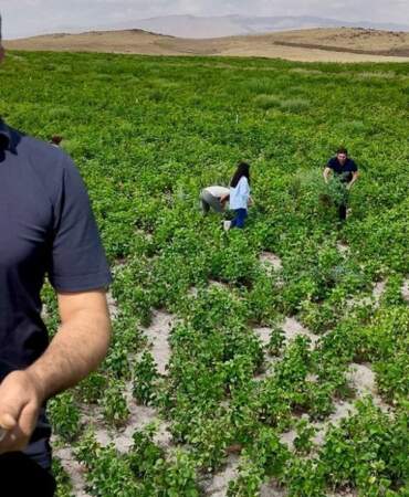 “Yetişmez” denilen yerde yetişti, beklentinin üzerinde verim sağladı! Tarım ve Orman Bakanlığı’nın hibesiyle hasat başladı
