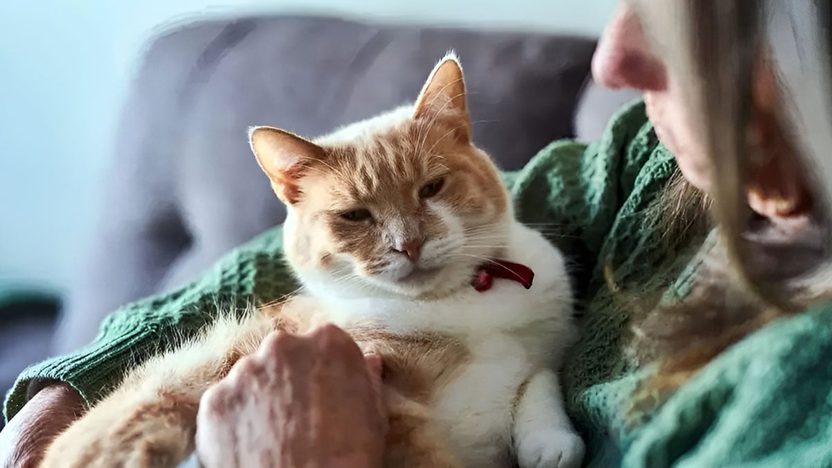 Bilim dünyası sallandı: Kedilerdeki bu keşif her şeyi değiştirecek!