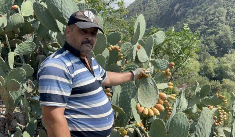 Toplaması çile, yemesi şifa: Kilosu altın değerindeki dikenli incirin bilinmeyen faydaları!