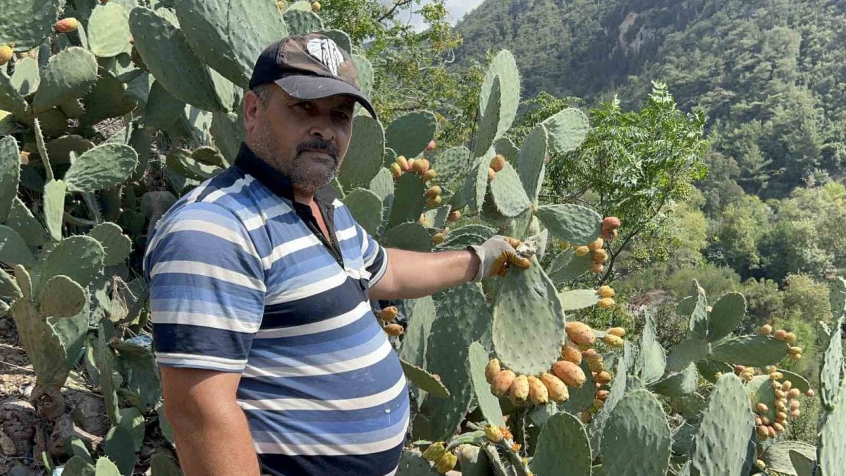 Toplaması çile, yemesi şifa: Kilosu altın değerindeki dikenli incirin bilinmeyen faydaları!