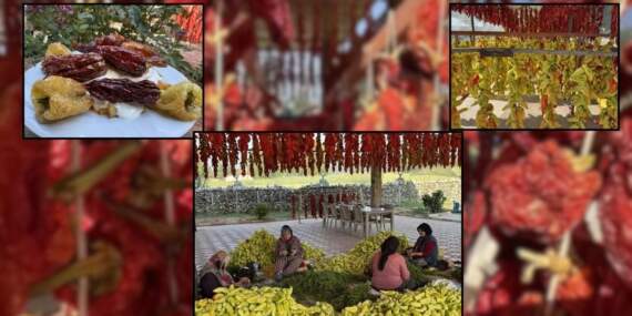 Tescilli 3 türden biri! Yerli yabancı herkes bu lezzetin peşinde: Kurutma mesaisi başladı, sofralara gelmesine çok az kaldı
