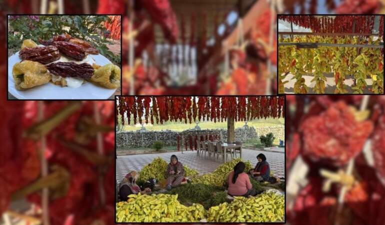 Tescilli 3 türden biri! Yerli yabancı herkes bu lezzetin peşinde: Kurutma mesaisi başladı, sofralara gelmesine çok az kaldı