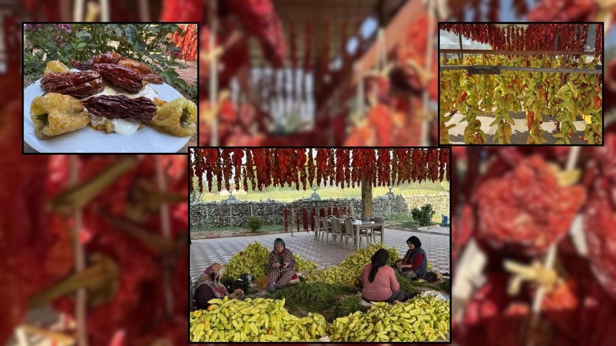 Tescilli 3 türden biri! Yerli yabancı herkes bu lezzetin peşinde: Kurutma mesaisi başladı, sofralara gelmesine çok az kaldı