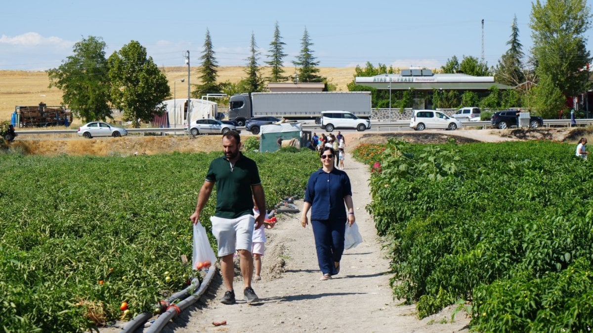 Kış hazırlıklarının olmazsa olmazı! Bu domateste hasat farklı oluyor: Herkes kendi topluyor