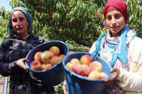 Mevsimi geldi, hasadı başladı! Çiftçinin yüzü güldü: Tarlada 100 TL, markette 200 TL’den satılıyor