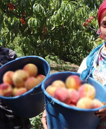 Mevsimi geldi, hasadı başladı! Çiftçinin yüzü güldü: Tarlada 100 TL, markette 200 TL’den satılıyor