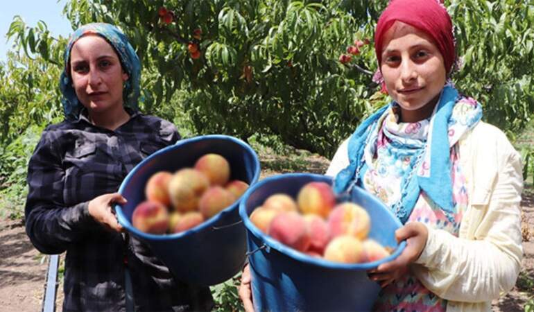 Mevsimi geldi, hasadı başladı! Çiftçinin yüzü güldü: Tarlada 100 TL, markette 200 TL’den satılıyor