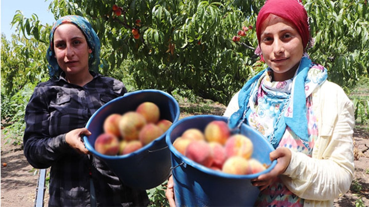 Mevsimi geldi, hasadı başladı! Çiftçinin yüzü güldü: Tarlada 100 TL, markette 200 TL’den satılıyor