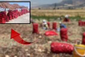 Tarlada 3 liraya satılan ürün markette 15 lira! Fiyatı duyan tarlaya koştu, memnun olmayan yol kenarında sattı