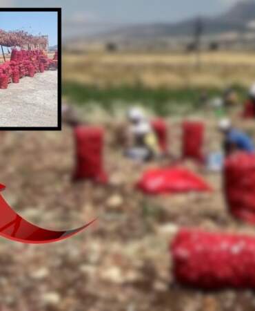 Tarlada 3 liraya satılan ürün markette 15 lira! Fiyatı duyan tarlaya koştu, memnun olmayan yol kenarında sattı