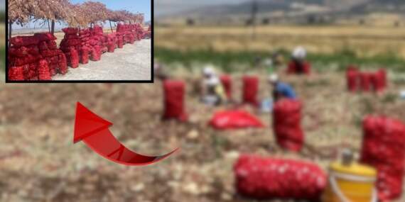Tarlada 3 liraya satılan ürün markette 15 lira! Fiyatı duyan tarlaya koştu, memnun olmayan yol kenarında sattı