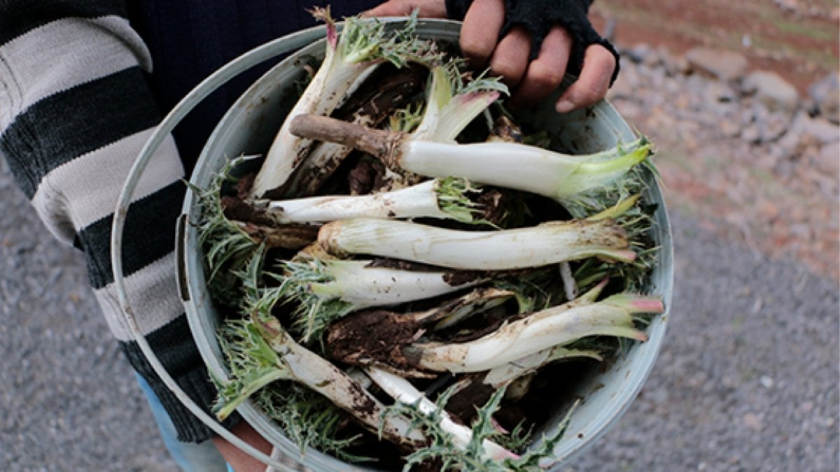 Kendiliğinden yetişiyor, bedava toplanıyor! Şansı yaver giden tanesini 30, kilosunu 10 bin liradan satıyor