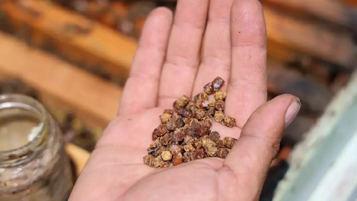 Birçok kişi varlığından habersiz! Eskiden çöp diye atılıyordu, şimdi değerine paha biçilemiyor! Kilosu 3 bin TL