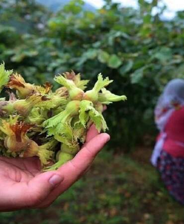 Ordu diyen de yanıldı Giresun diyen de! Karadeniz’de en çok fındık o ilden çıktı!