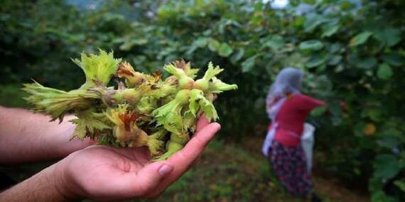 Ordu diyen de yanıldı Giresun diyen de! Karadeniz’de en çok fındık o ilden çıktı!