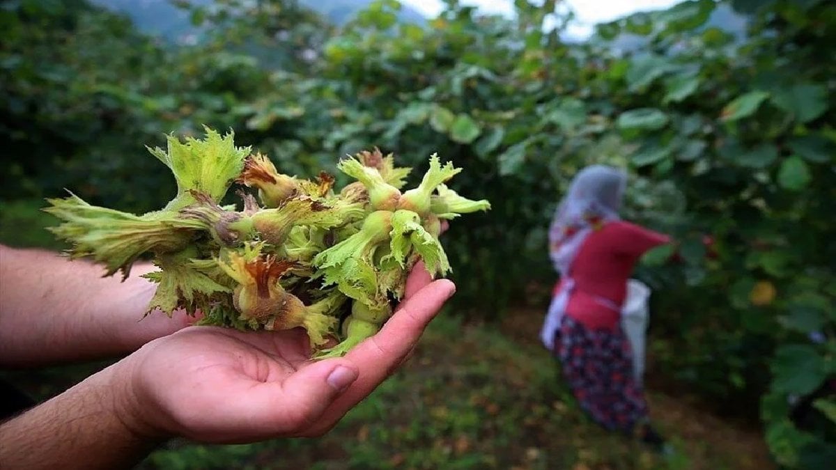 Ordu diyen de yanıldı Giresun diyen de! Karadeniz’de en çok fındık o ilden çıktı!