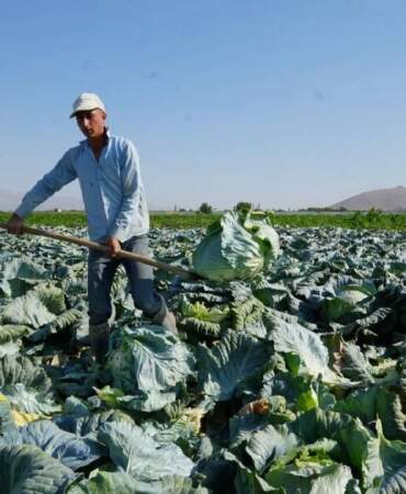 Ata tohumunun bereketi tarlaya yansıdı! Büyük hasat başladı: 25.000 dekarda hummalı çalışma