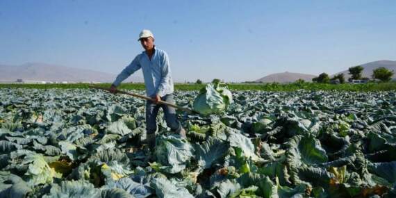 Ata tohumunun bereketi tarlaya yansıdı! Büyük hasat başladı: 25.000 dekarda hummalı çalışma