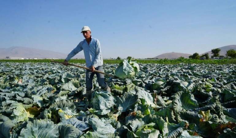 Ata tohumunun bereketi tarlaya yansıdı! Büyük hasat başladı: 25.000 dekarda hummalı çalışma