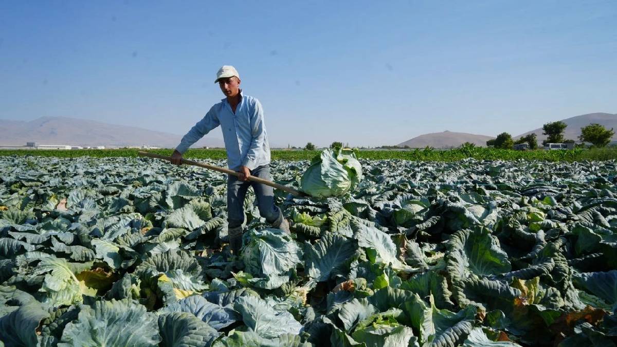 Ata tohumunun bereketi tarlaya yansıdı! Büyük hasat başladı: 25.000 dekarda hummalı çalışma