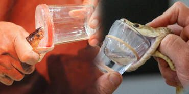 201 Tüp Yılan Zehri Ele Geçirildi! Piyasa Değeri Şoke Etti