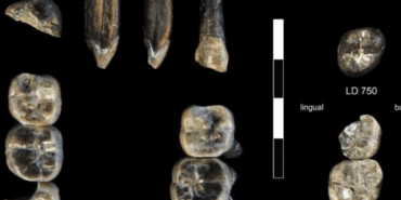 Afrika’da Ortaya Çıkarıldı: İnsan Atasına Ait Yeni Bir Tür Bulundu