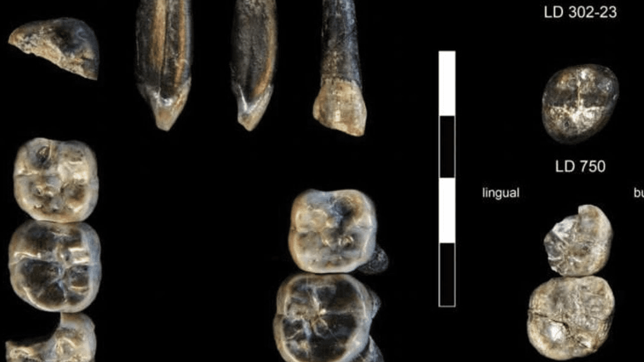 Afrika’da Ortaya Çıkarıldı: İnsan Atasına Ait Yeni Bir Tür Bulundu