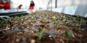 Ağustos Ayında Ekilebilecek 5 Bitki! Sonbaharın Sonuna Kadar Hasada Doyacaksınız