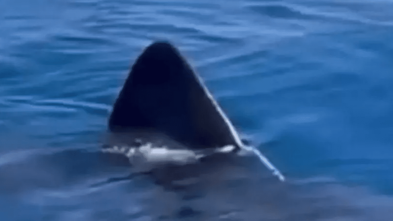 Antalyalıları Korkudan Titreten Görüntü! Gerçek 2 Hafta Sonra Ortaya Çıktı