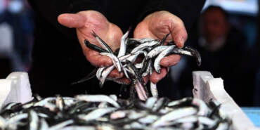 Av Yasağı Bitiyor: Balıkçılar ‘Vira Bismillah’ Demeye Hazırlanıyor! İşte Bolluk Yaşanacak Türler