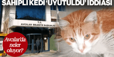 Avcılar Belediyesi’nde Neler Oluyor? Sahipli Kedi ‘Uyutuldu!’