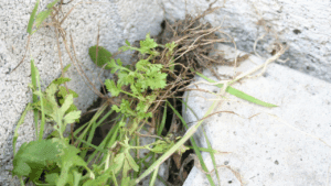 Bahçe ve Saksıdaki Yabani Otlardan Bir Gecede Kurtulun: İşte İki Malzemeyle Üç Ay Etkili Yöntem