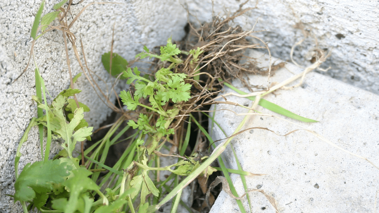 Bahçe ve Saksıdaki Yabani Otlardan Bir Gecede Kurtulun: İşte İki Malzemeyle Üç Ay Etkili Yöntem