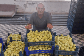 Bal Damlayan Hasat Başladı! Rekolte Düşse de Fiyatı Yetti