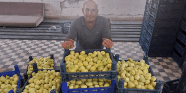 Bal Damlayan Hasat Başladı! Rekolte Düşse de Fiyatı Yetti