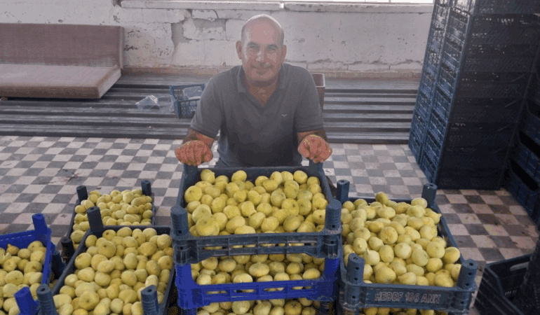 Bal Damlayan Hasat Başladı! Rekolte Düşse de Fiyatı Yetti